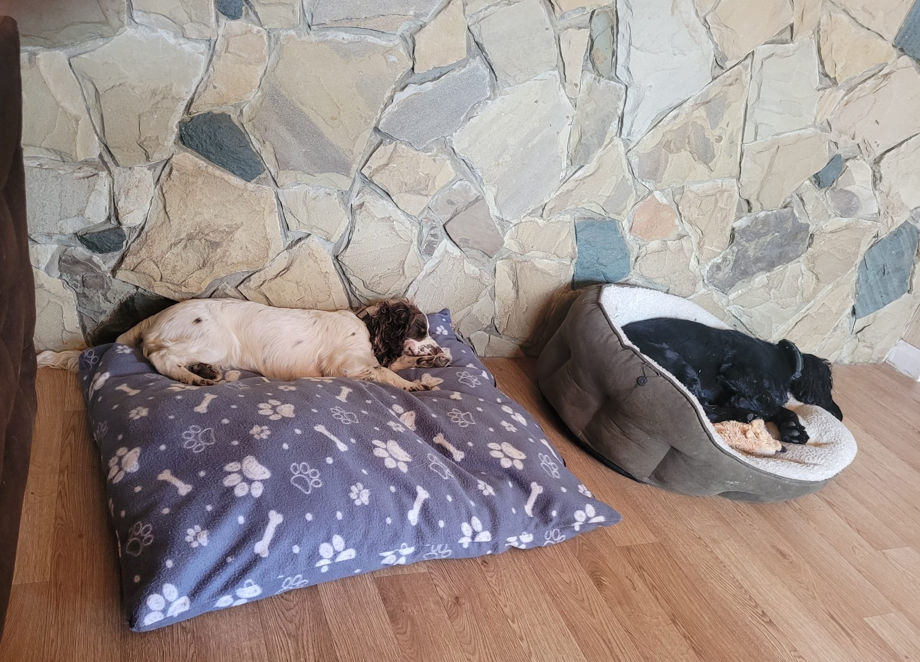 Dogs resting on cushions indoors