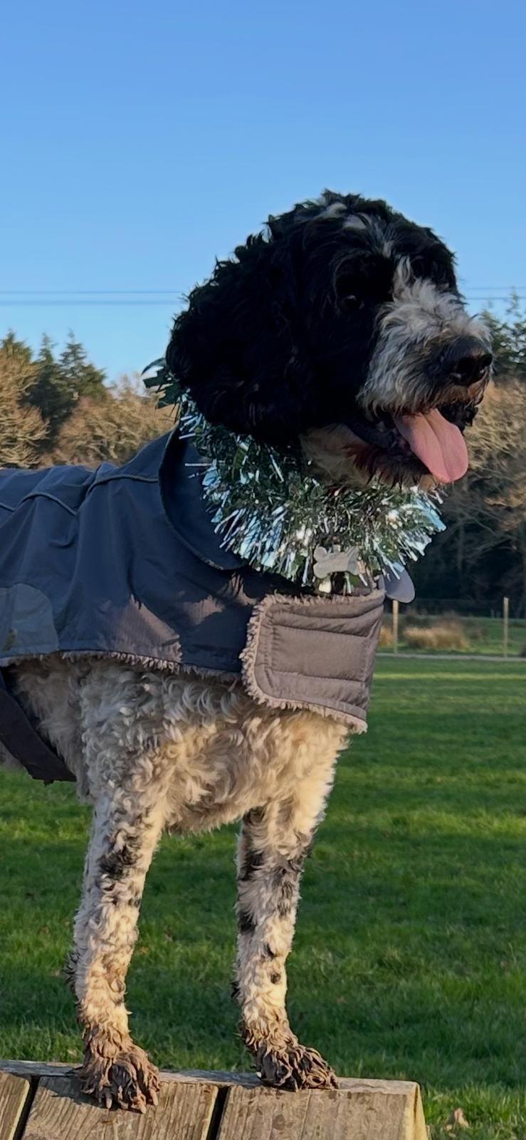 Black and white dog standing outside in a coat