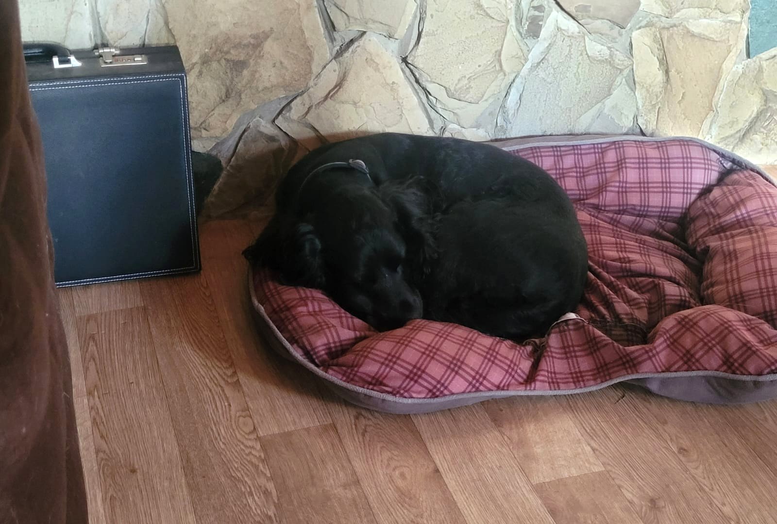 Black dog resting in a bed indoors