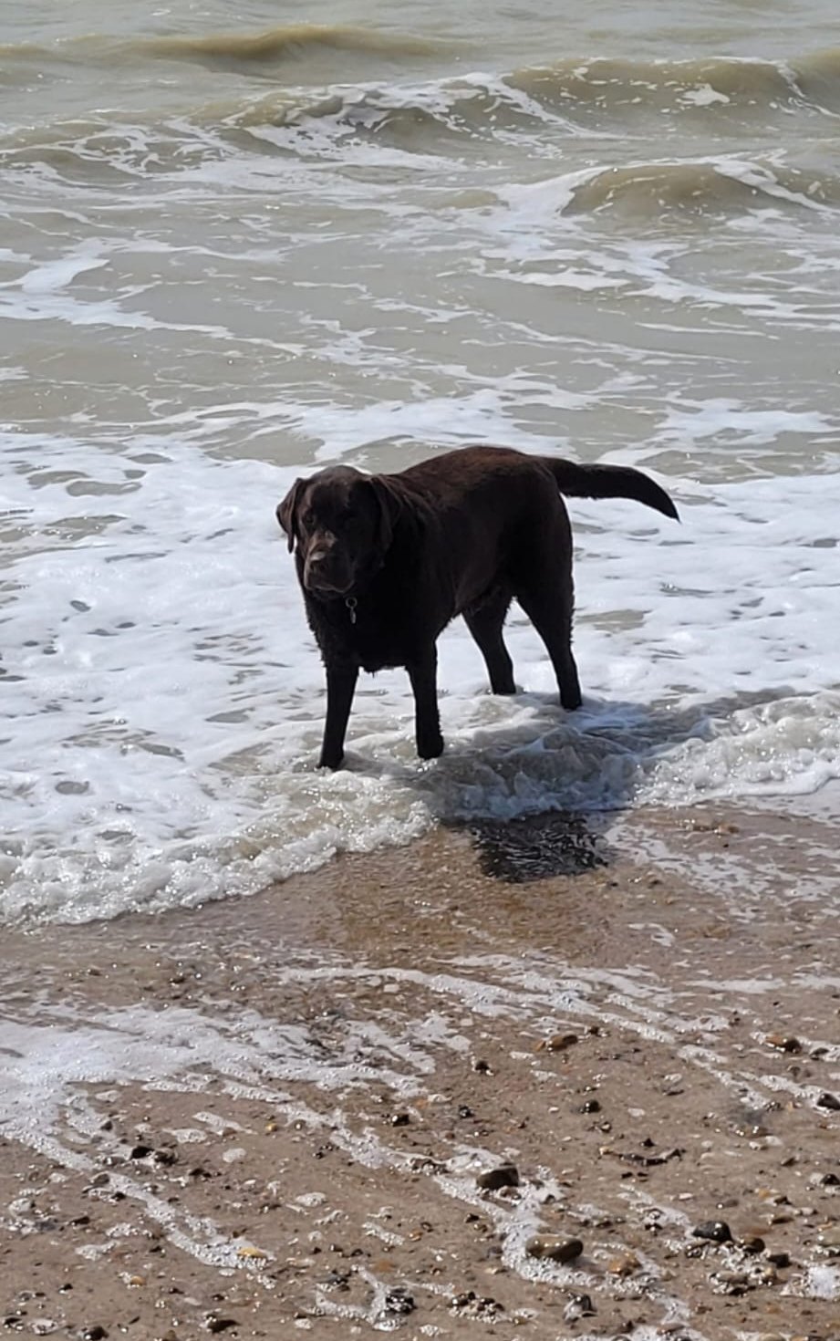 Dog standing by the water on a walk