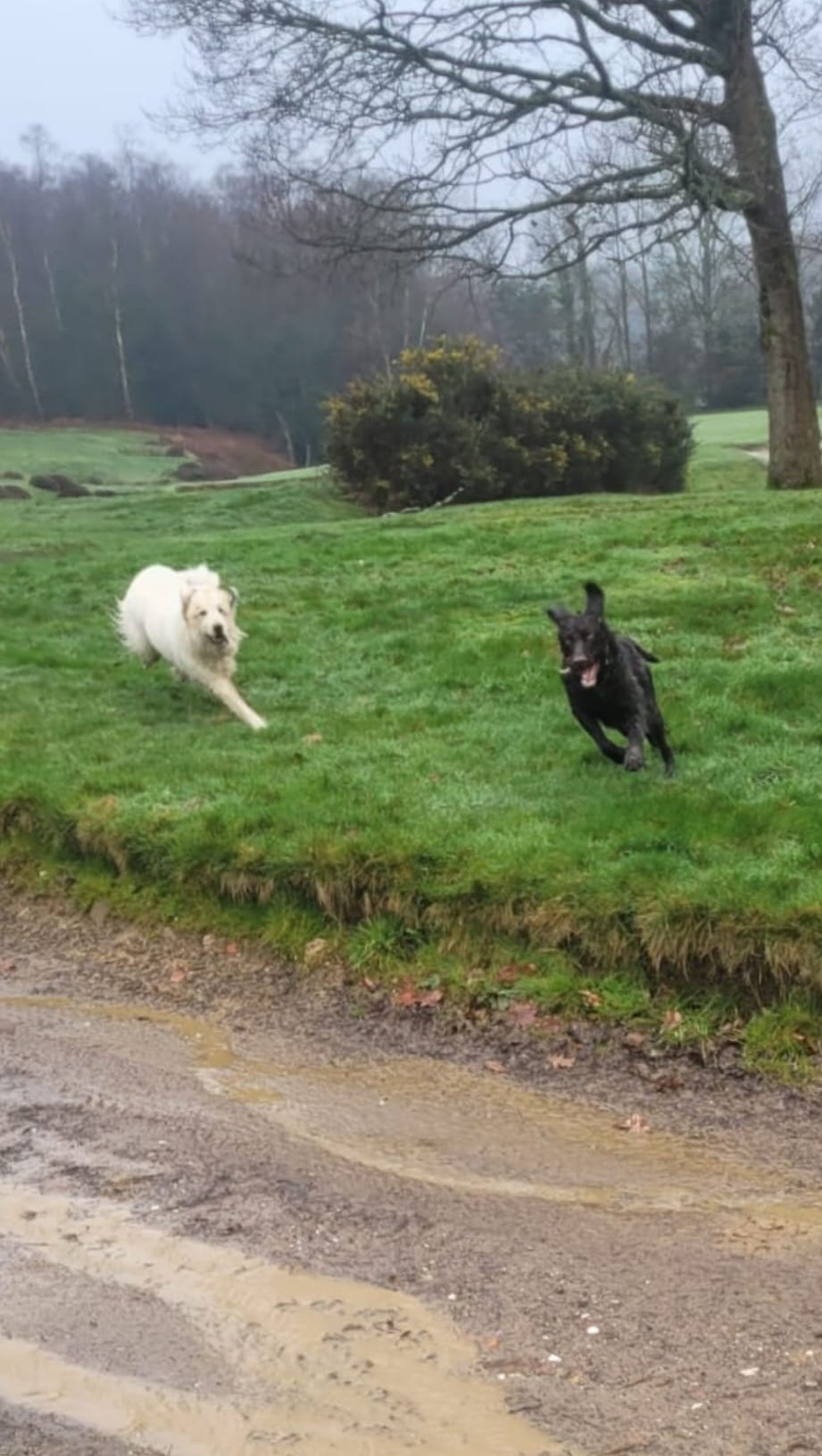 Dogs walking along a country lane
