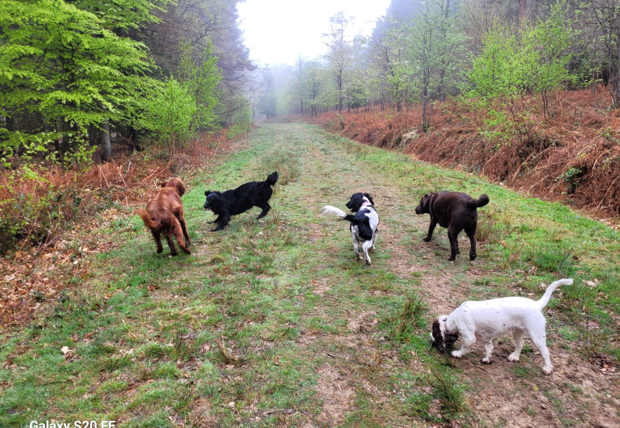 Dogs walking together on a forest track