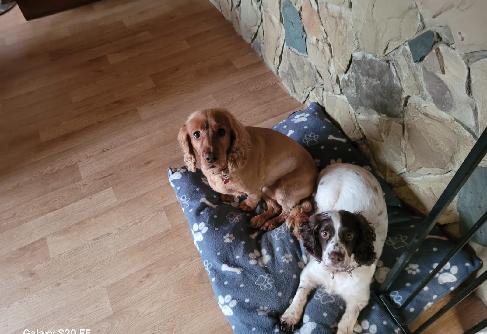Two dogs resting together indoors