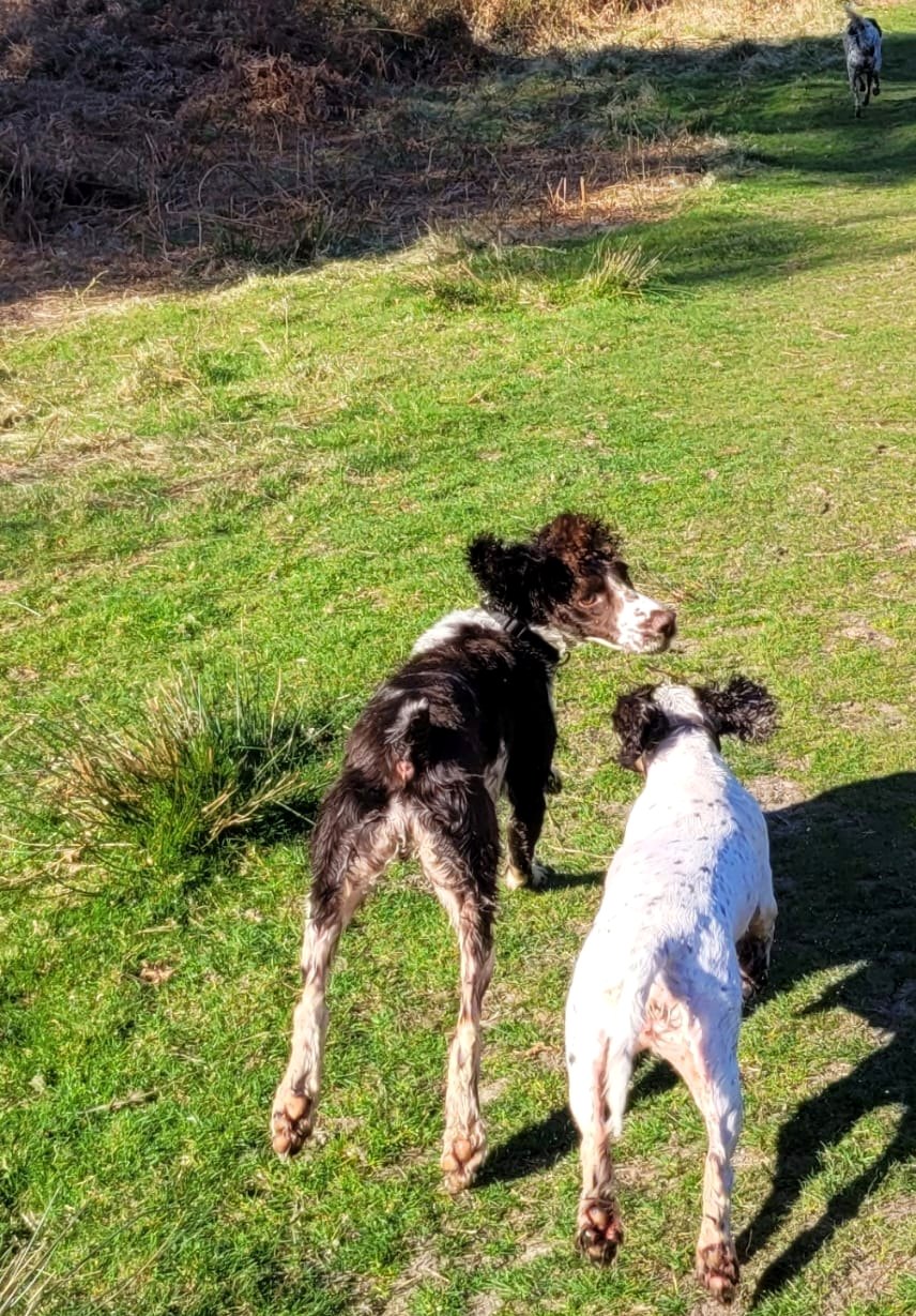 Dogs enjoying a sunny country walk