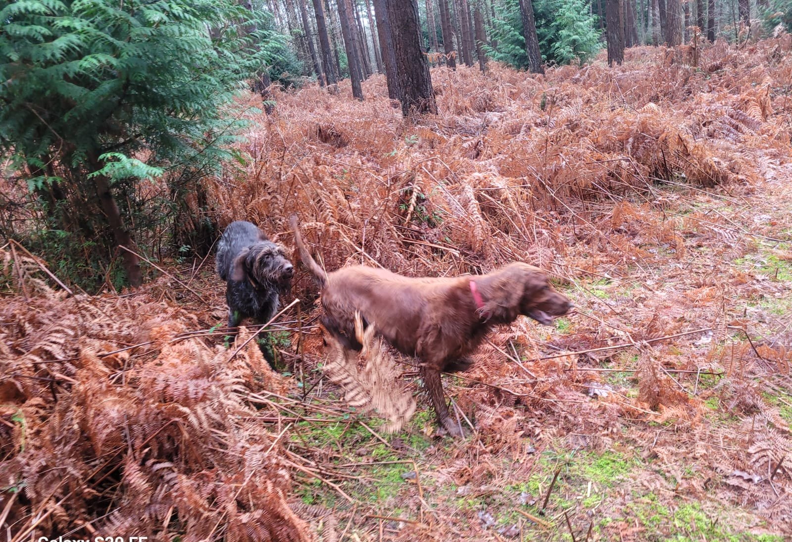 Dogs exploring woodland bracken