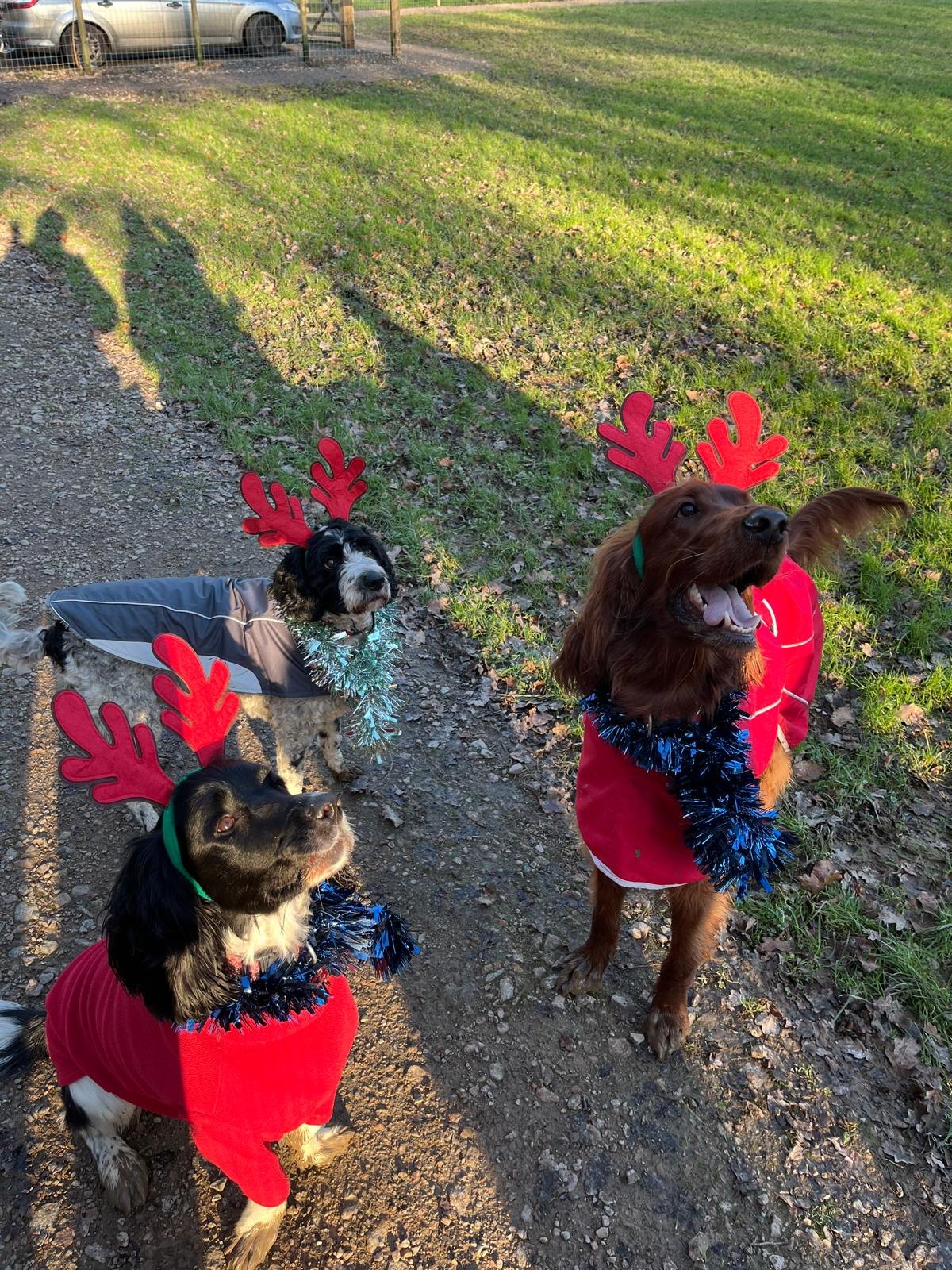Dogs dressed for a festive walk outdoors