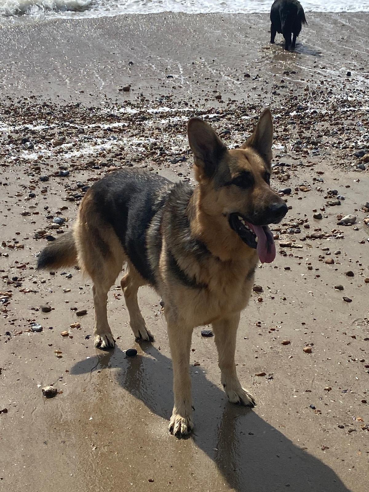 German Shepherd standing on a beach