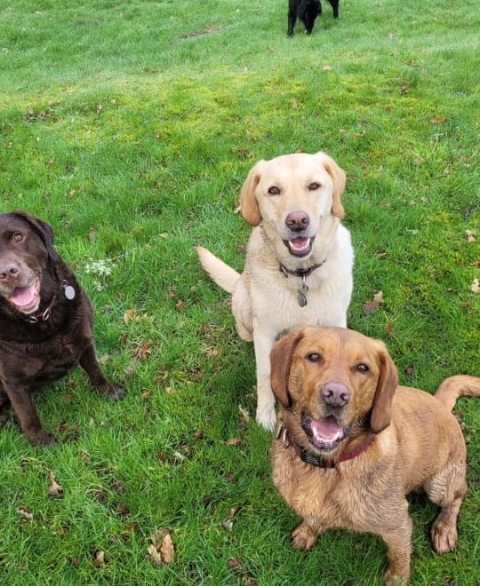 Three dogs sitting together on grass