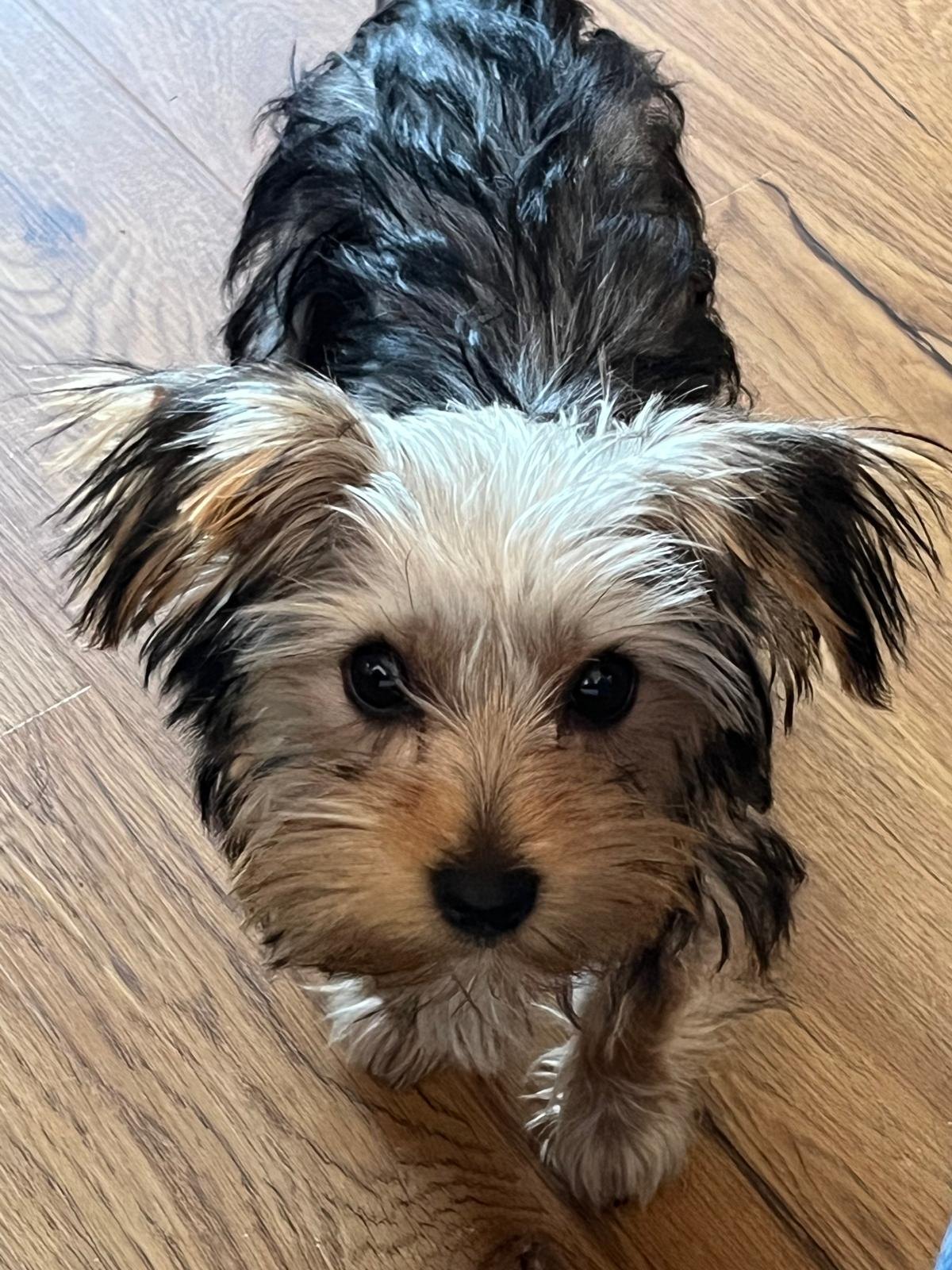 Small dog looking up indoors