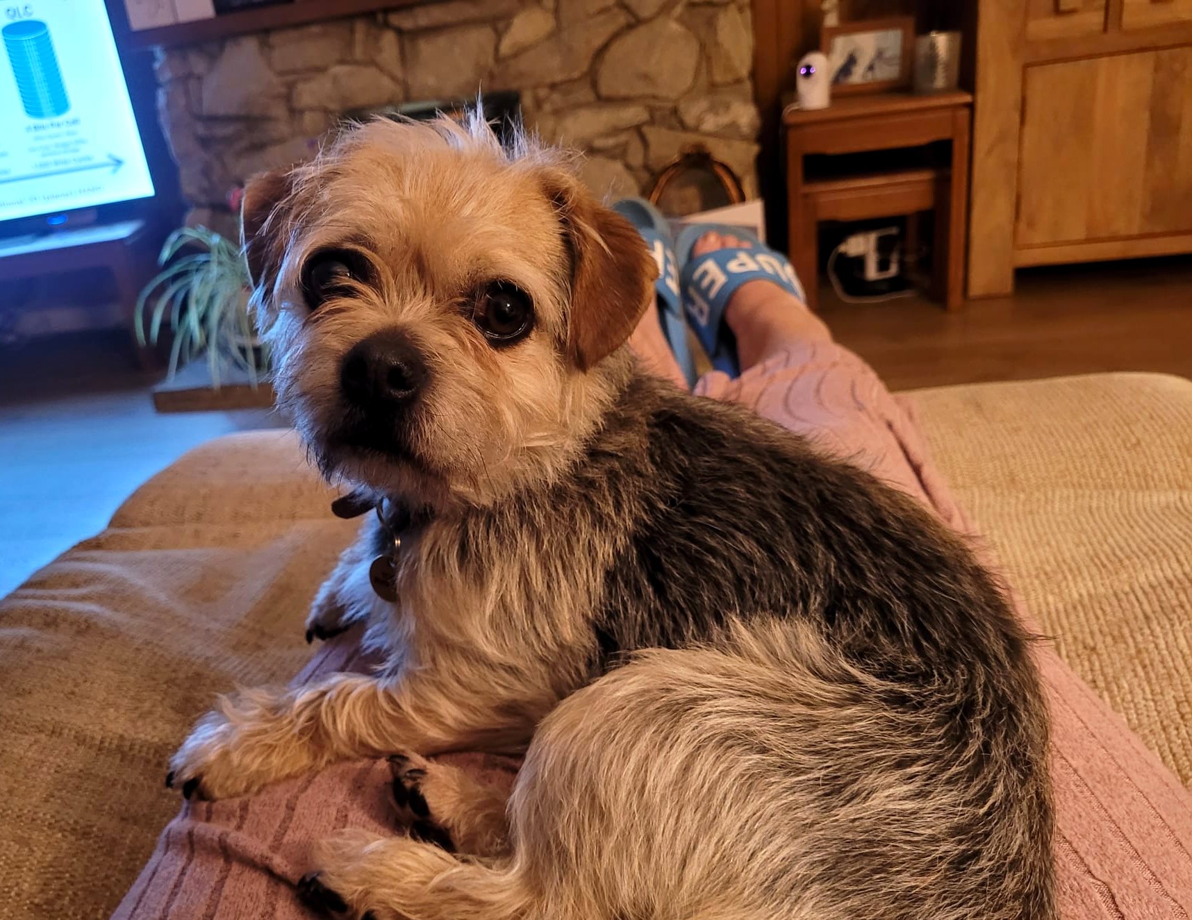 Small dog resting indoors on a sofa