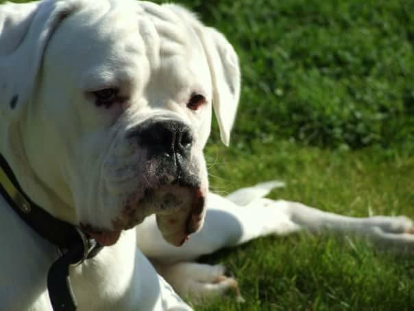 White dog relaxing in the grass
