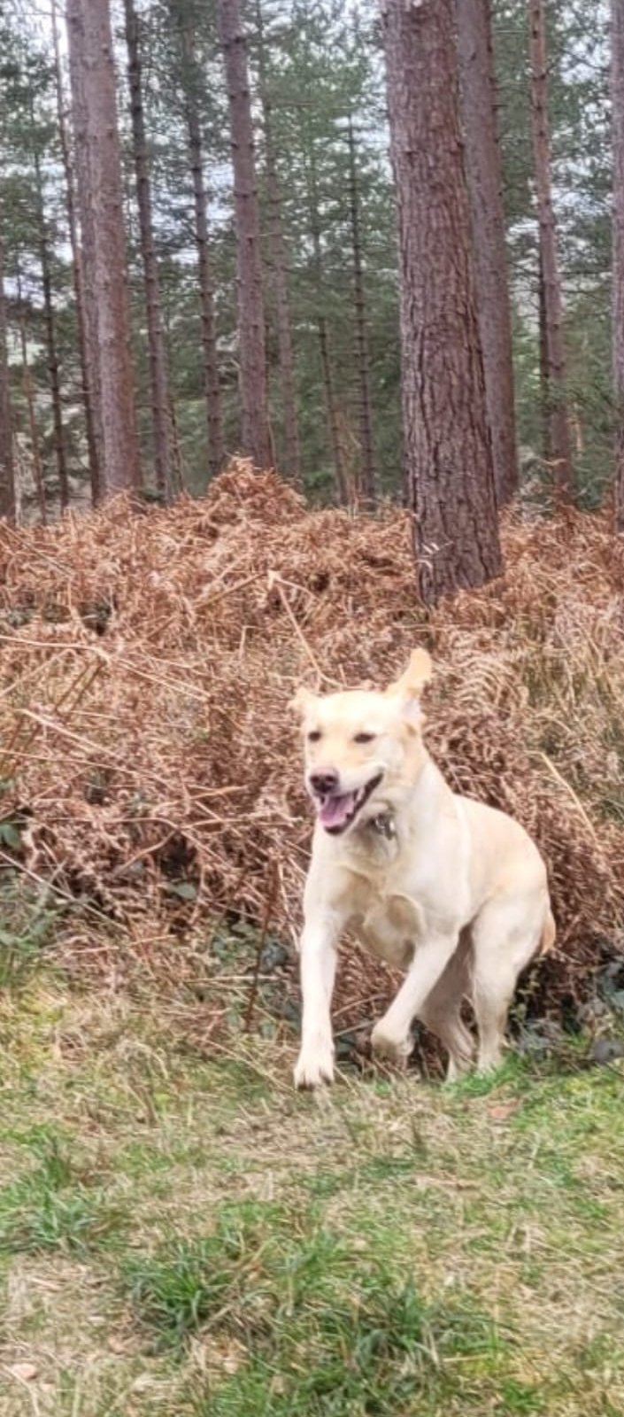 White dog standing in woodland